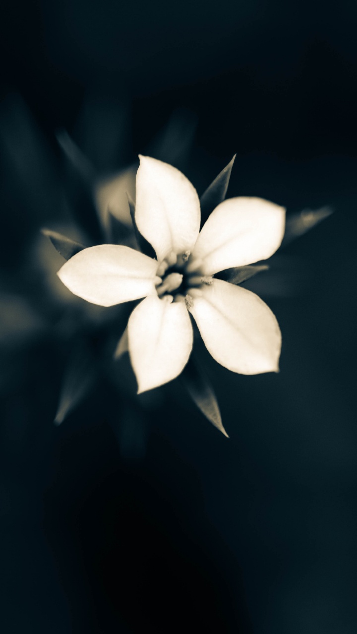 White 5 Petaled Flower in Bloom. Wallpaper in 720x1280 Resolution