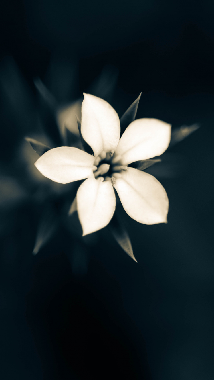 White 5 Petaled Flower in Bloom. Wallpaper in 750x1334 Resolution