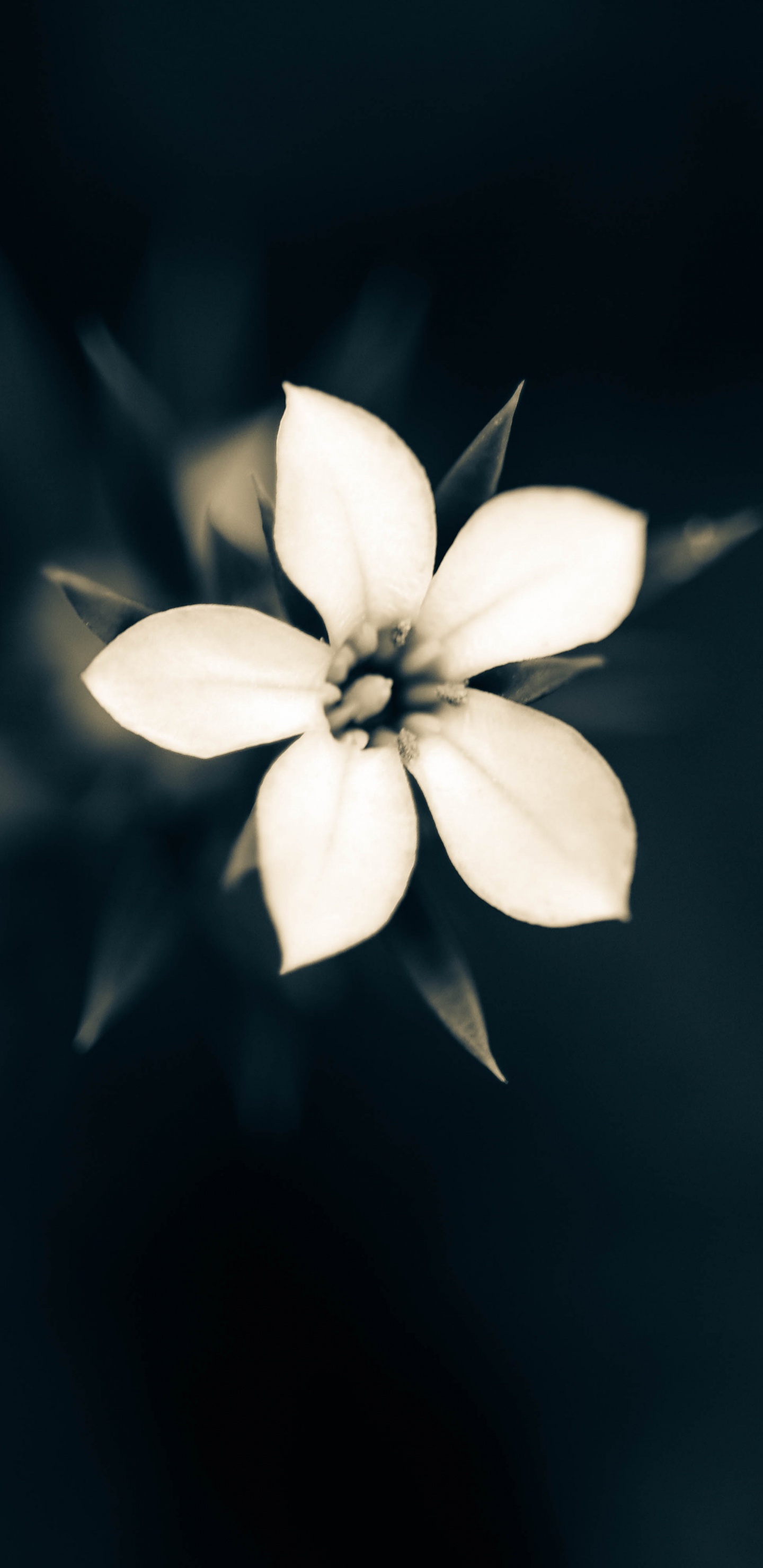Fleur Blanche à 5 Pétales en Fleur. Wallpaper in 1440x2960 Resolution