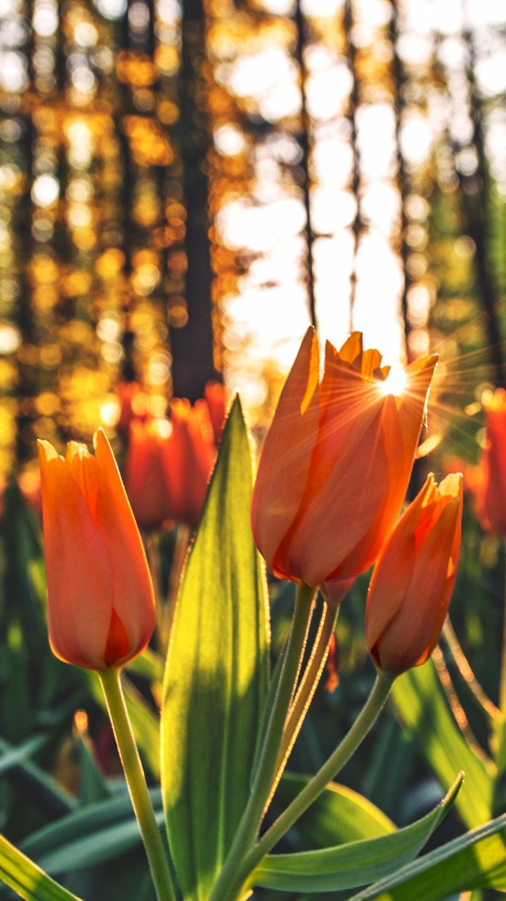 Tulipes Rouges en Fleurs Pendant la Journée. Wallpaper in 720x1280 Resolution