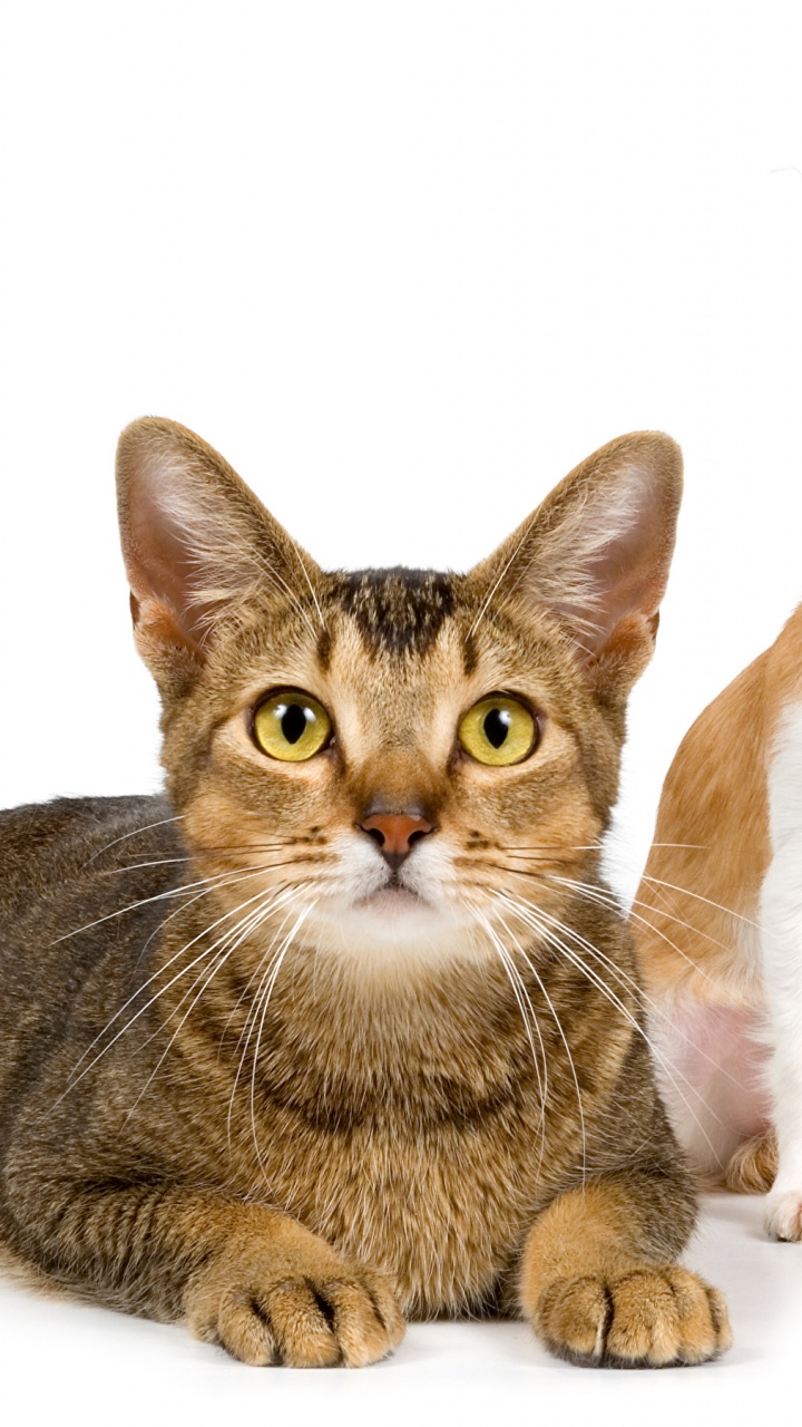 Braun-weiße, Kurzhaarige Katze. Wallpaper in 720x1280 Resolution