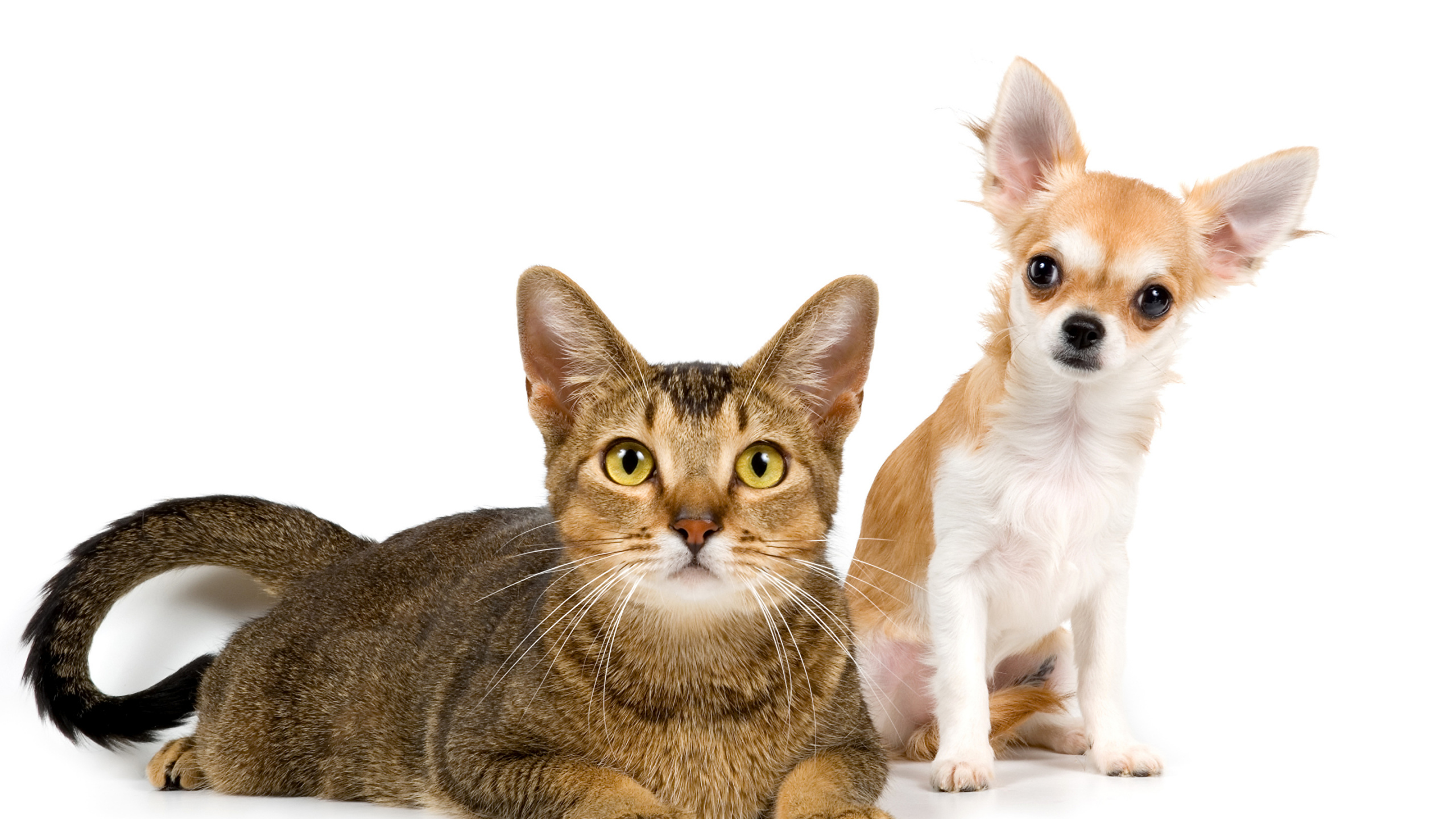 Brown and White Short Coated Cat. Wallpaper in 2560x1440 Resolution