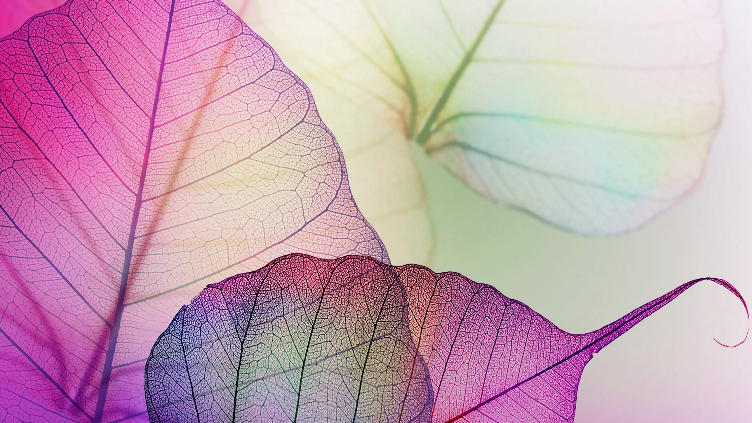 粉红色, 紫色的, 淡紫色的, 紫罗兰色, 工厂 壁纸 2560x1440 允许