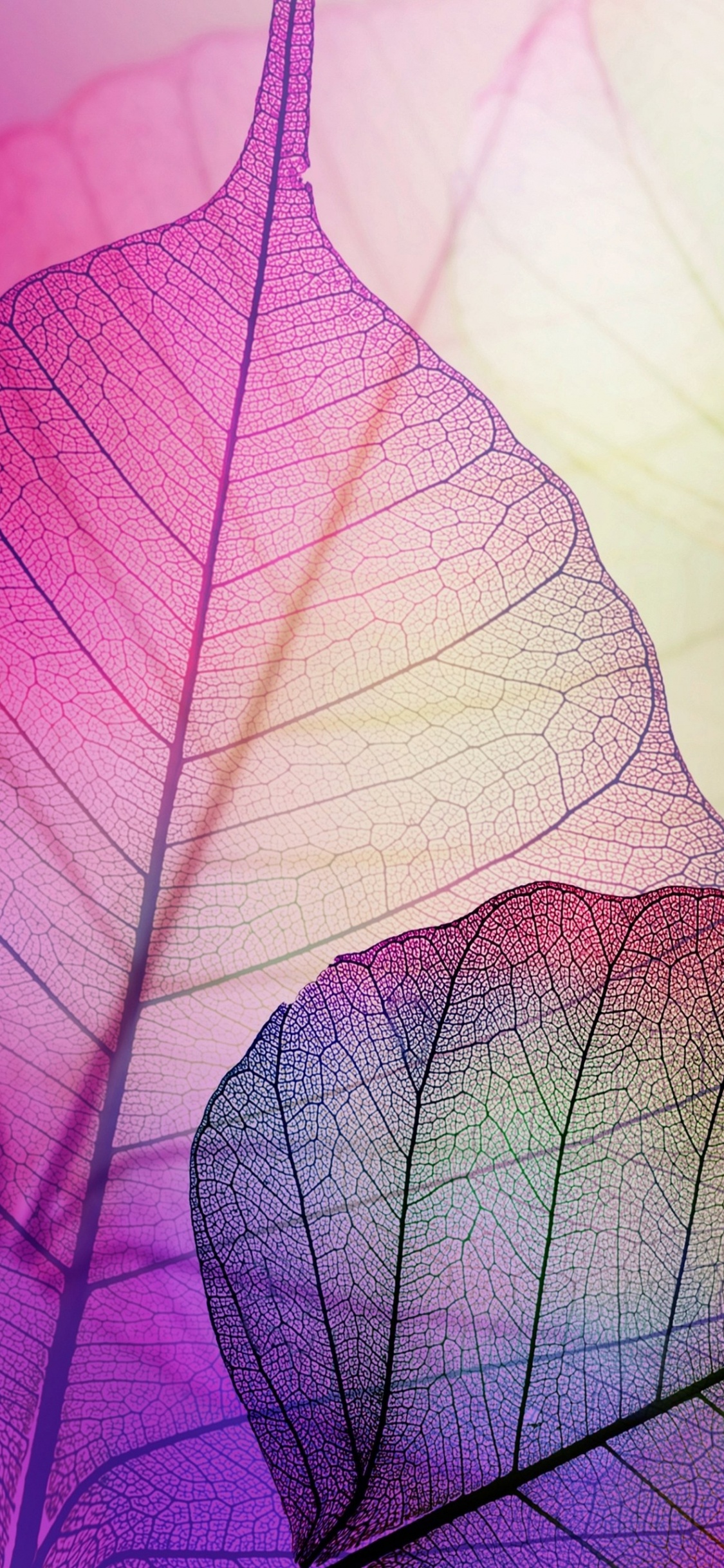 Purple and White Leaf Illustration. Wallpaper in 1125x2436 Resolution