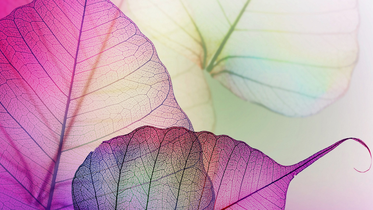 Illustration de Feuille Violette et Blanche. Wallpaper in 1280x720 Resolution