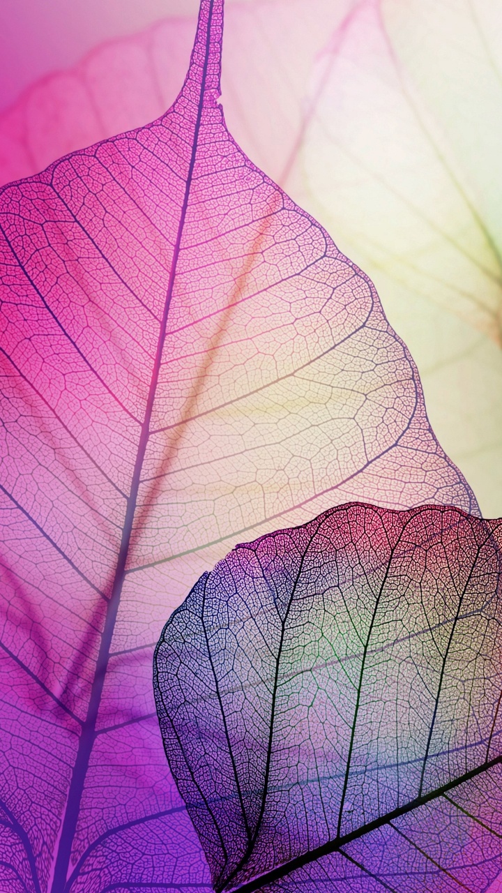 Illustration de Feuille Violette et Blanche. Wallpaper in 720x1280 Resolution