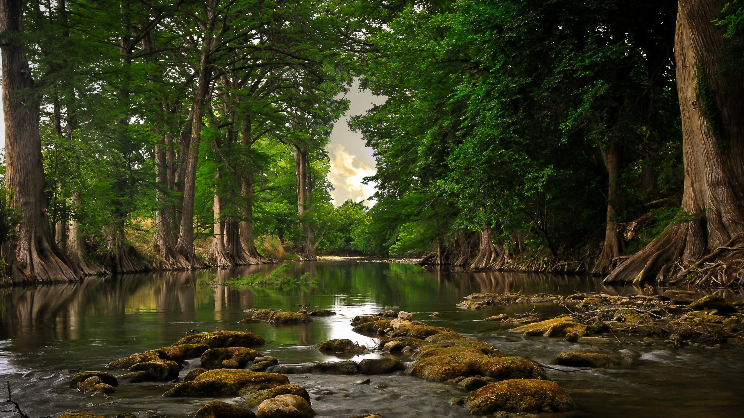 Green Trees Beside River During Daytime. Wallpaper in 2560x1440 Resolution