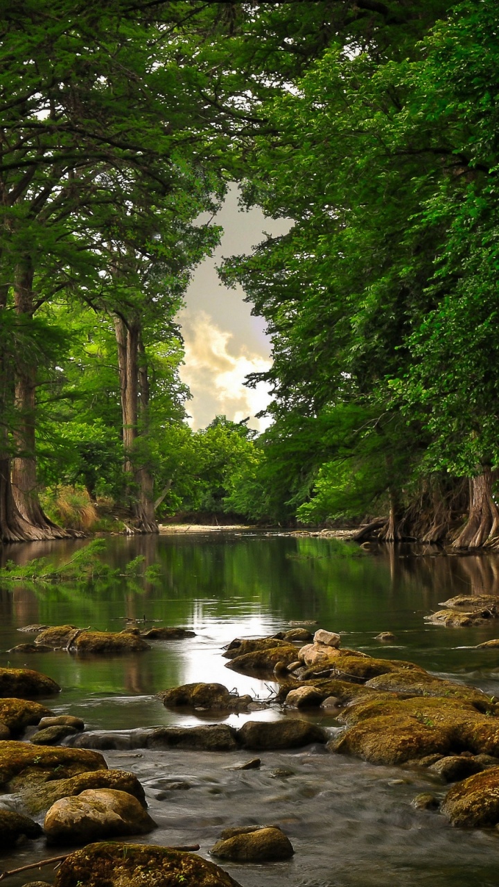 Green Trees Beside River During Daytime. Wallpaper in 720x1280 Resolution