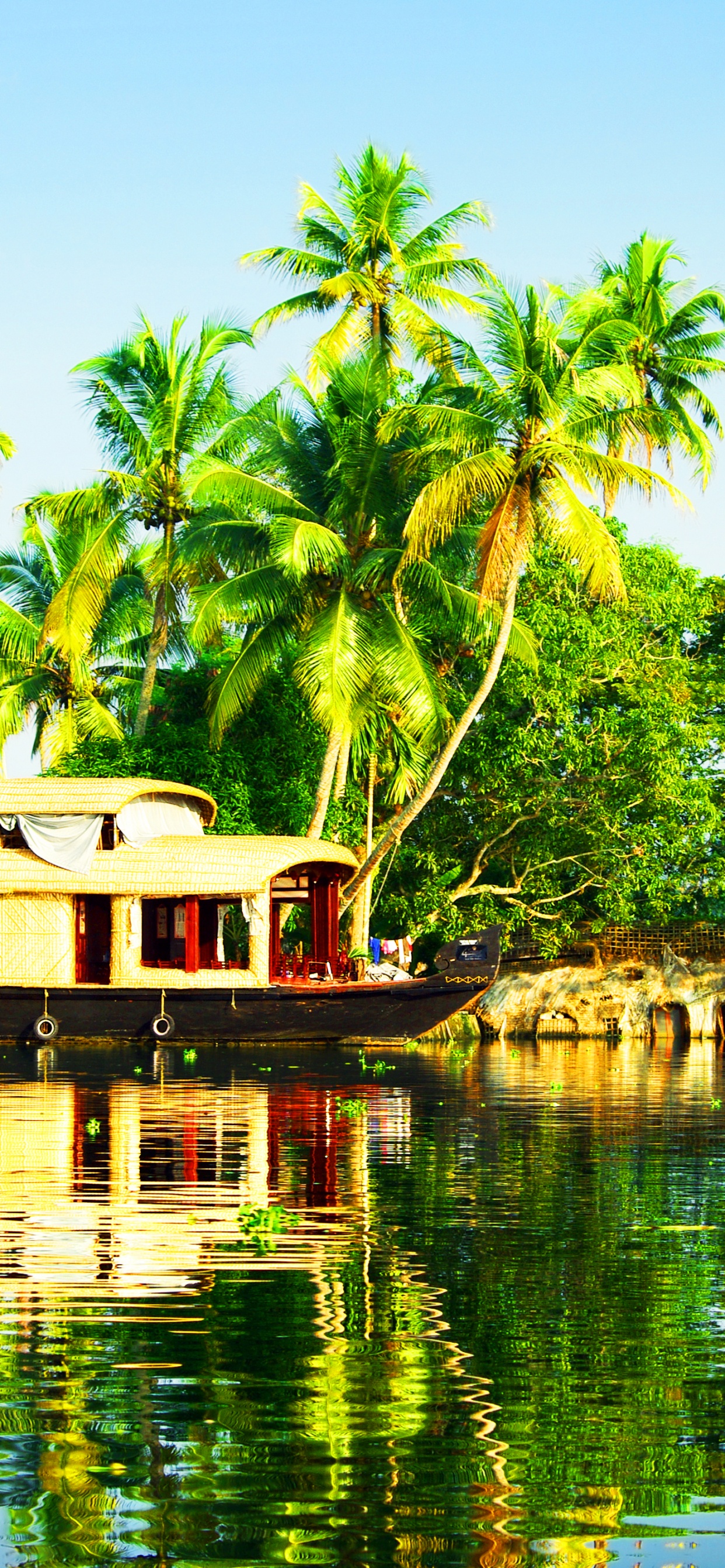 Green Palm Trees Near Body of Water During Daytime. Wallpaper in 1242x2688 Resolution