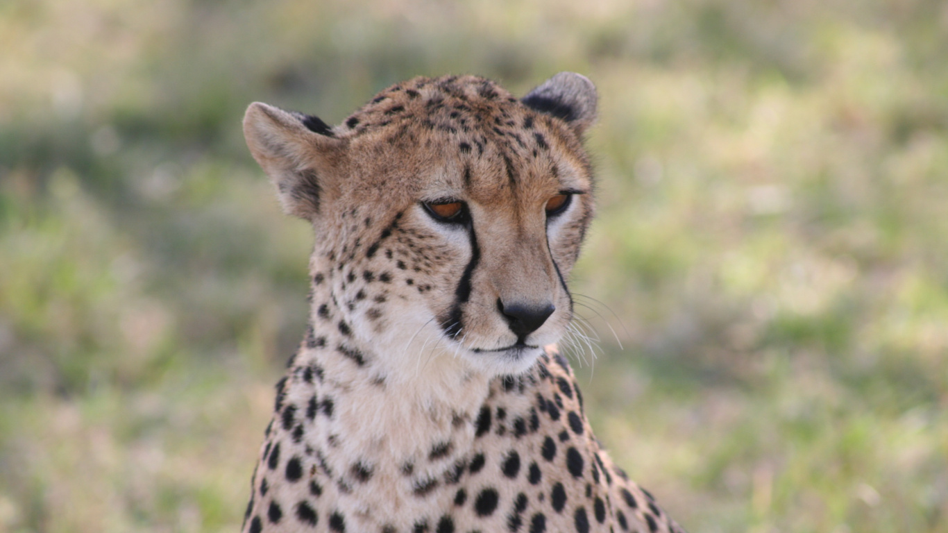 Cheetah on Green Grass Field During Daytime. Wallpaper in 1366x768 Resolution