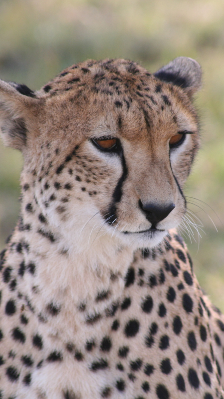 Cheetah on Green Grass Field During Daytime. Wallpaper in 750x1334 Resolution