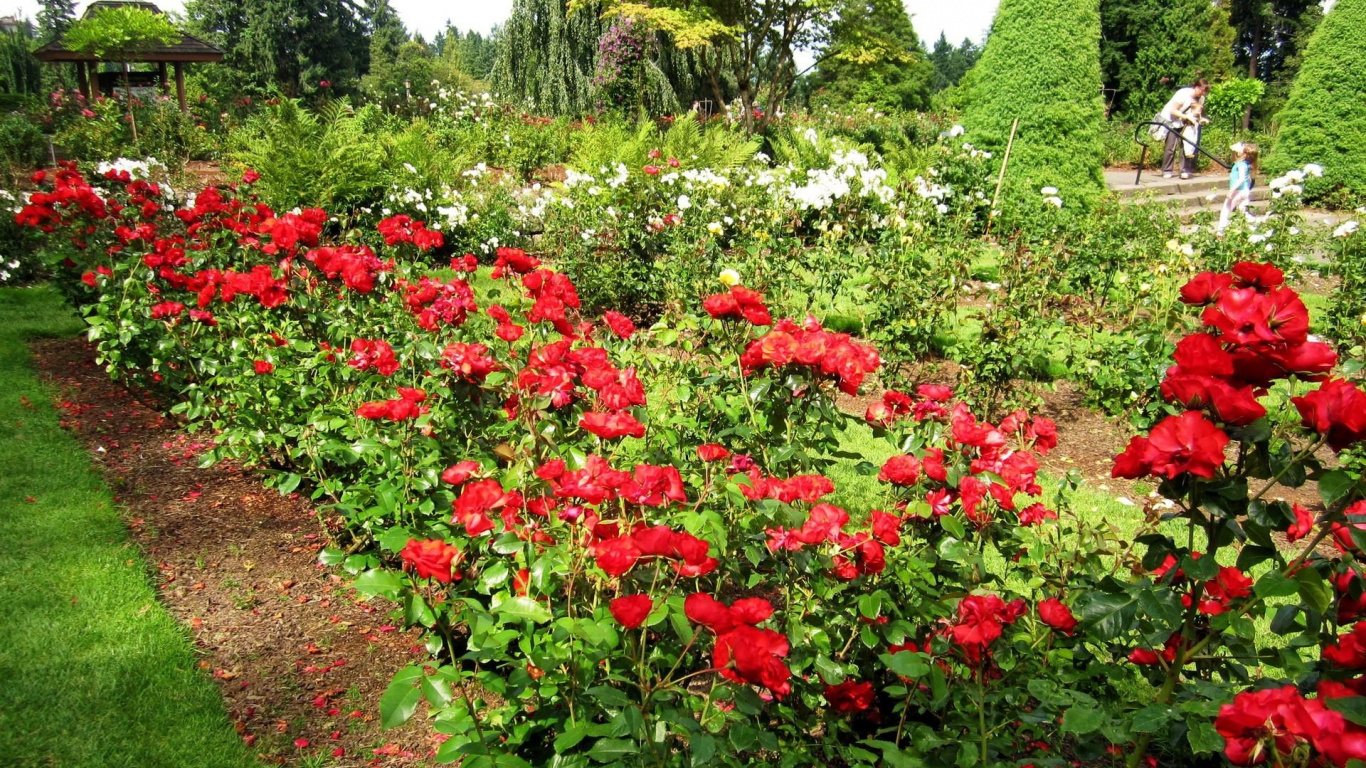 Red Flowers With Green Leaves. Wallpaper in 1366x768 Resolution