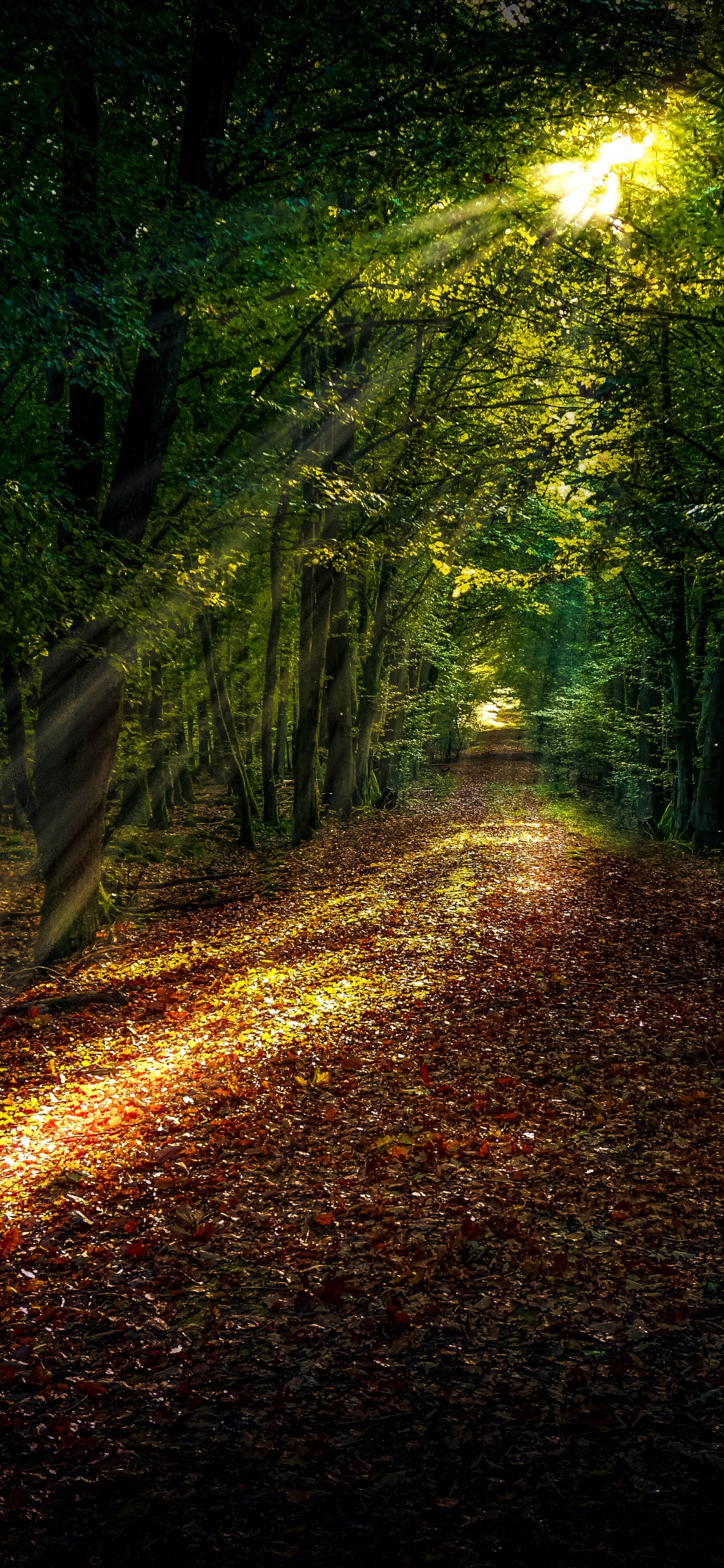 Chemin Forestier, Forêt, Damaksnis, Lumière de Rue, L'éclairage Automobile. Wallpaper in 1125x2436 Resolution