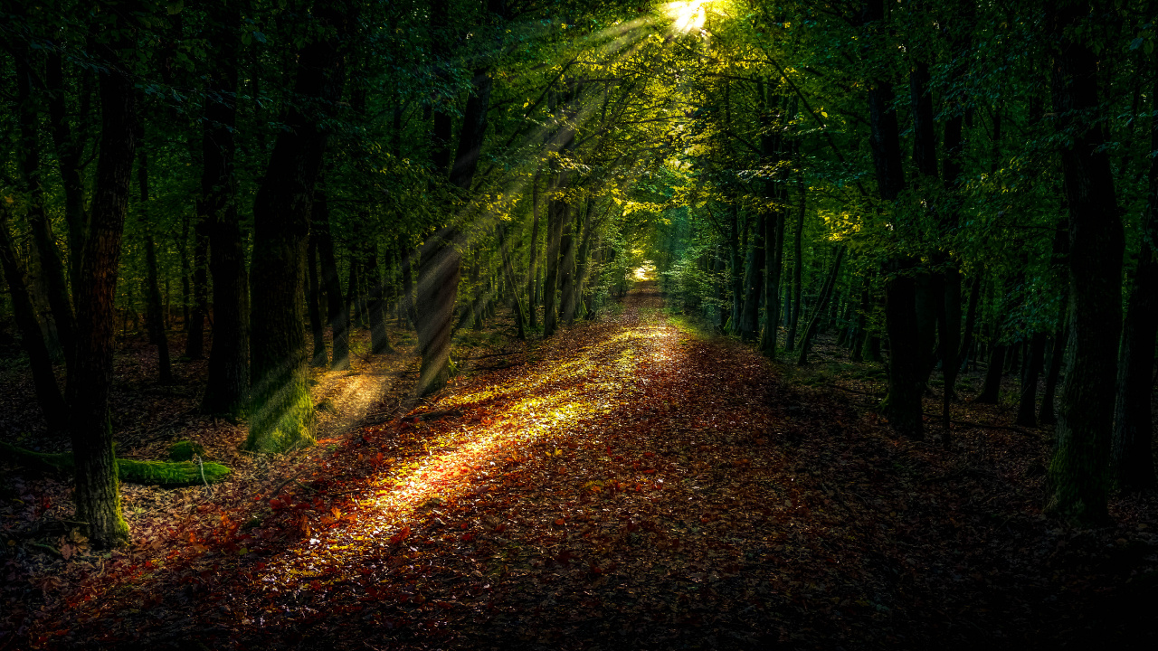 Chemin Forestier, Forêt, Damaksnis, Lumière de Rue, L'éclairage Automobile. Wallpaper in 1280x720 Resolution