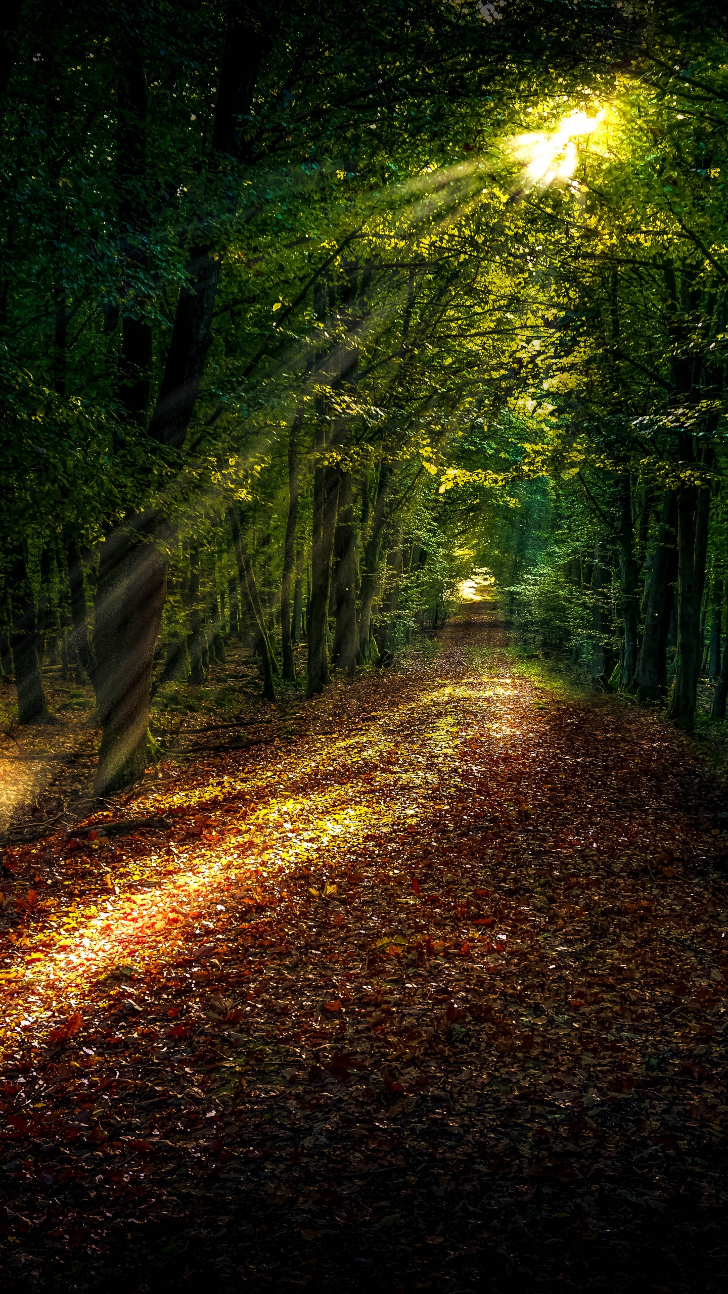 Chemin Forestier, Forêt, Damaksnis, Lumière de Rue, L'éclairage Automobile. Wallpaper in 1440x2560 Resolution