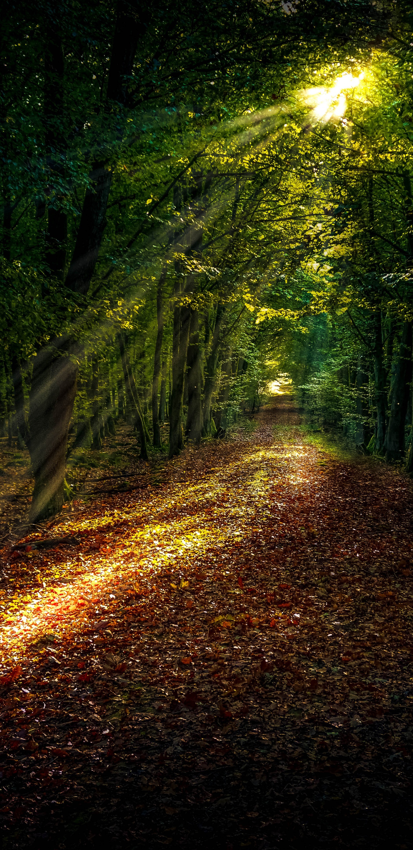 Waldweg, Wald, Damaksnis, Street Light, Automotive Lighting. Wallpaper in 1440x2960 Resolution