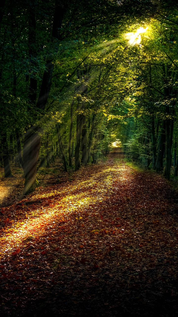 Waldweg, Wald, Damaksnis, Street Light, Automotive Lighting. Wallpaper in 720x1280 Resolution