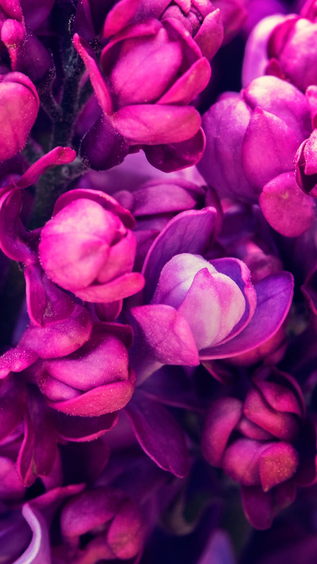 Lila Blüten in Makroaufnahme. Wallpaper in 1080x1920 Resolution