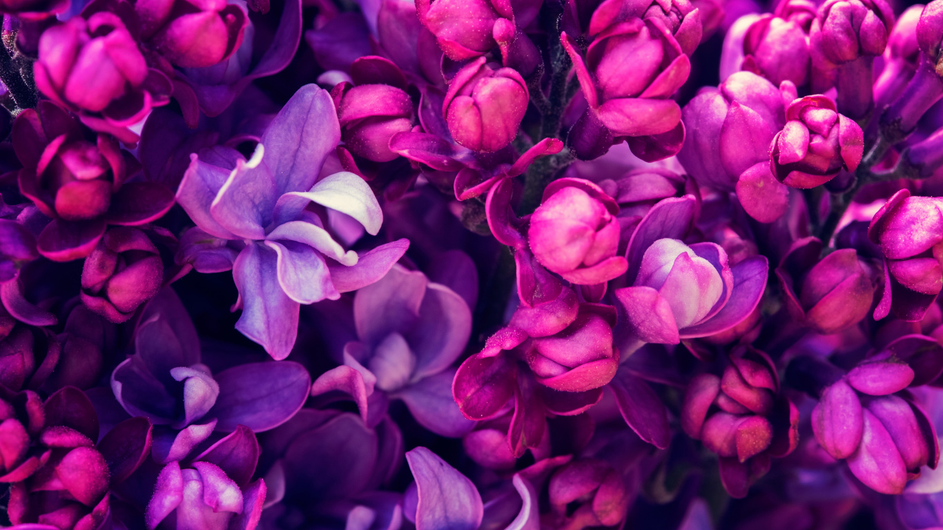 Fleurs Violettes en Macro Shot. Wallpaper in 1366x768 Resolution