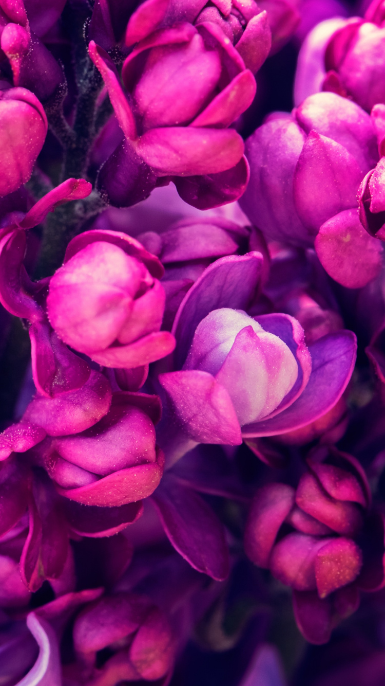 Fleurs Violettes en Macro Shot. Wallpaper in 750x1334 Resolution