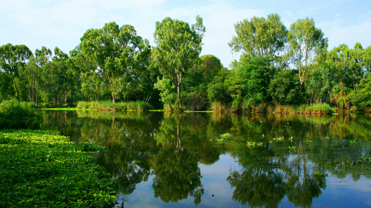 Arbres Verts au Bord de la Rivière Pendant la Journée. Wallpaper in 1280x720 Resolution