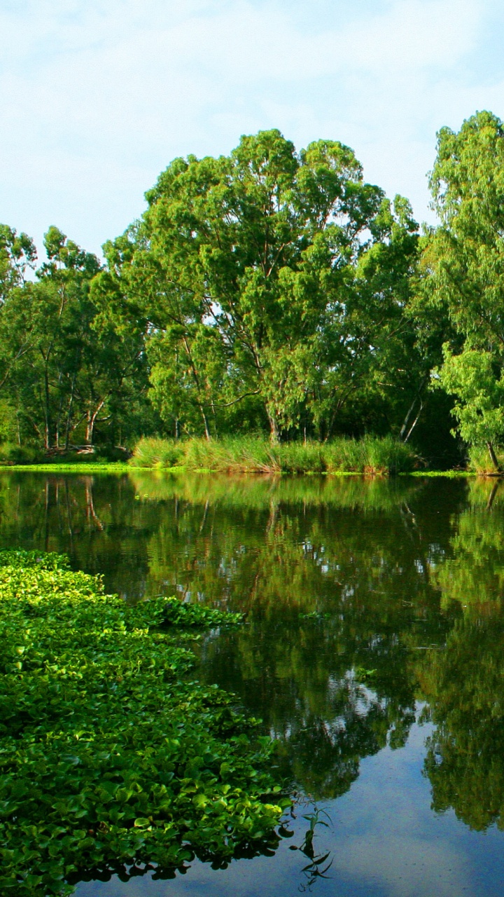 Green Trees Beside River During Daytime. Wallpaper in 720x1280 Resolution