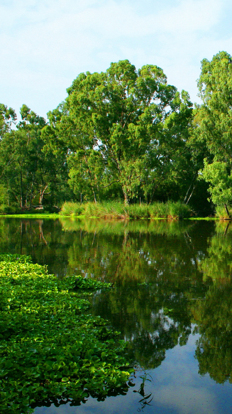 Green Trees Beside River During Daytime. Wallpaper in 750x1334 Resolution