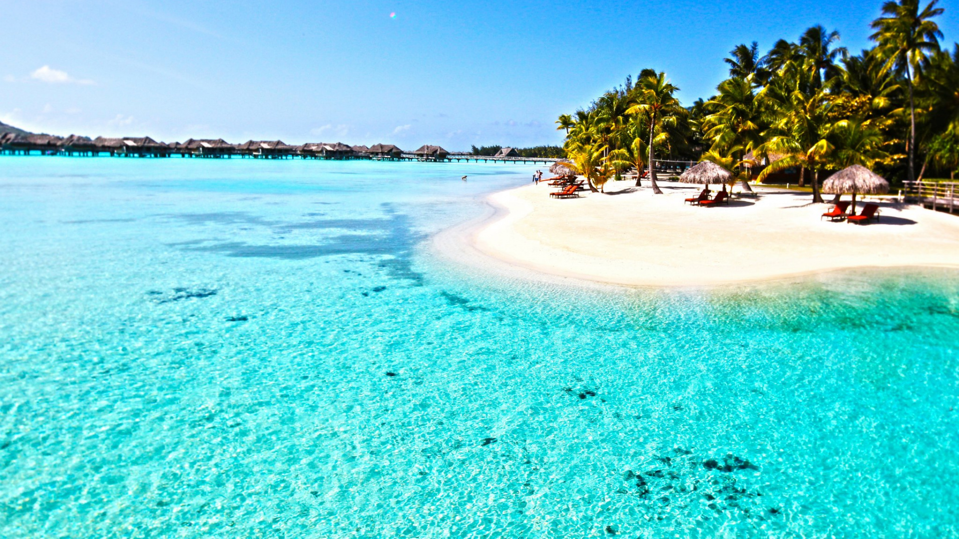 Green Palm Trees on Beach During Daytime. Wallpaper in 1920x1080 Resolution