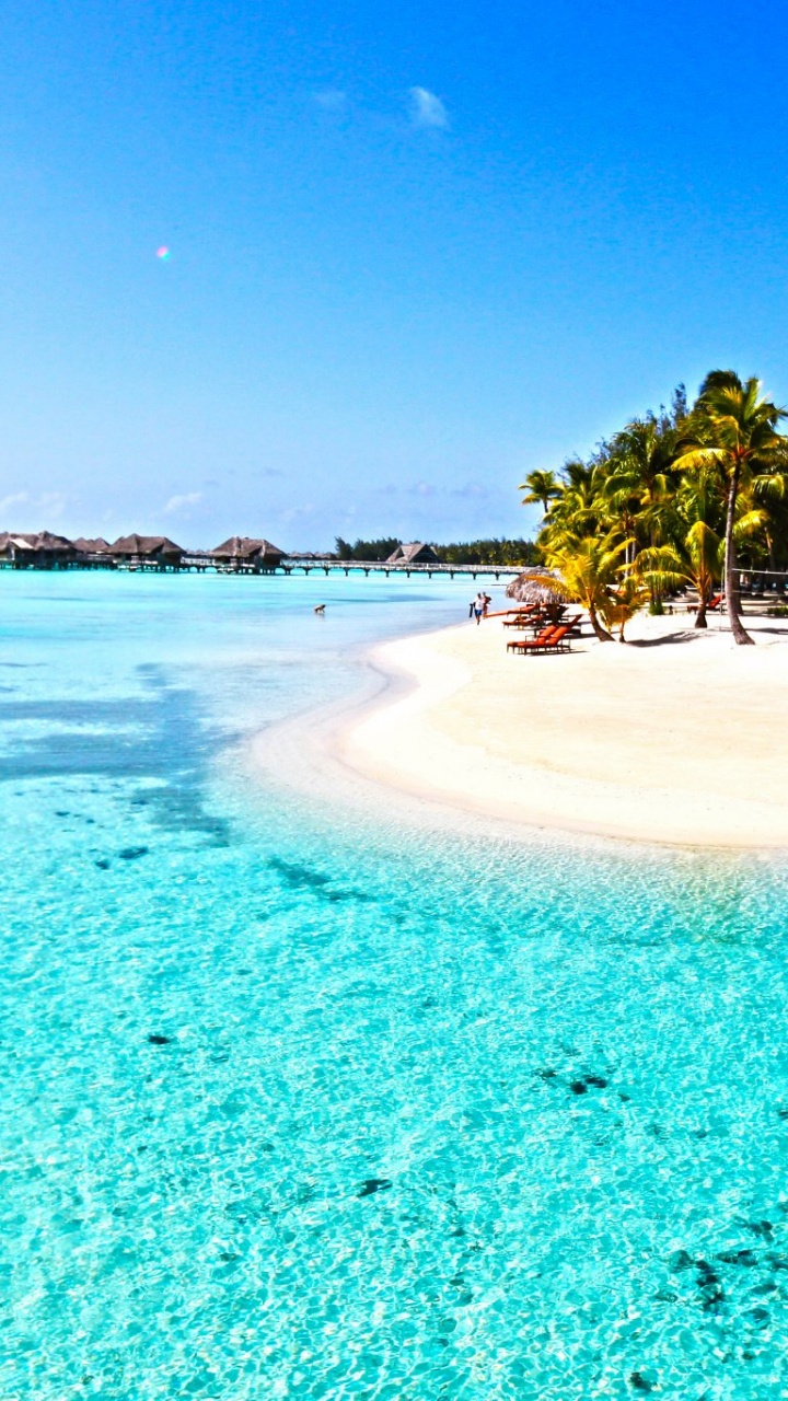 Green Palm Trees on Beach During Daytime. Wallpaper in 720x1280 Resolution