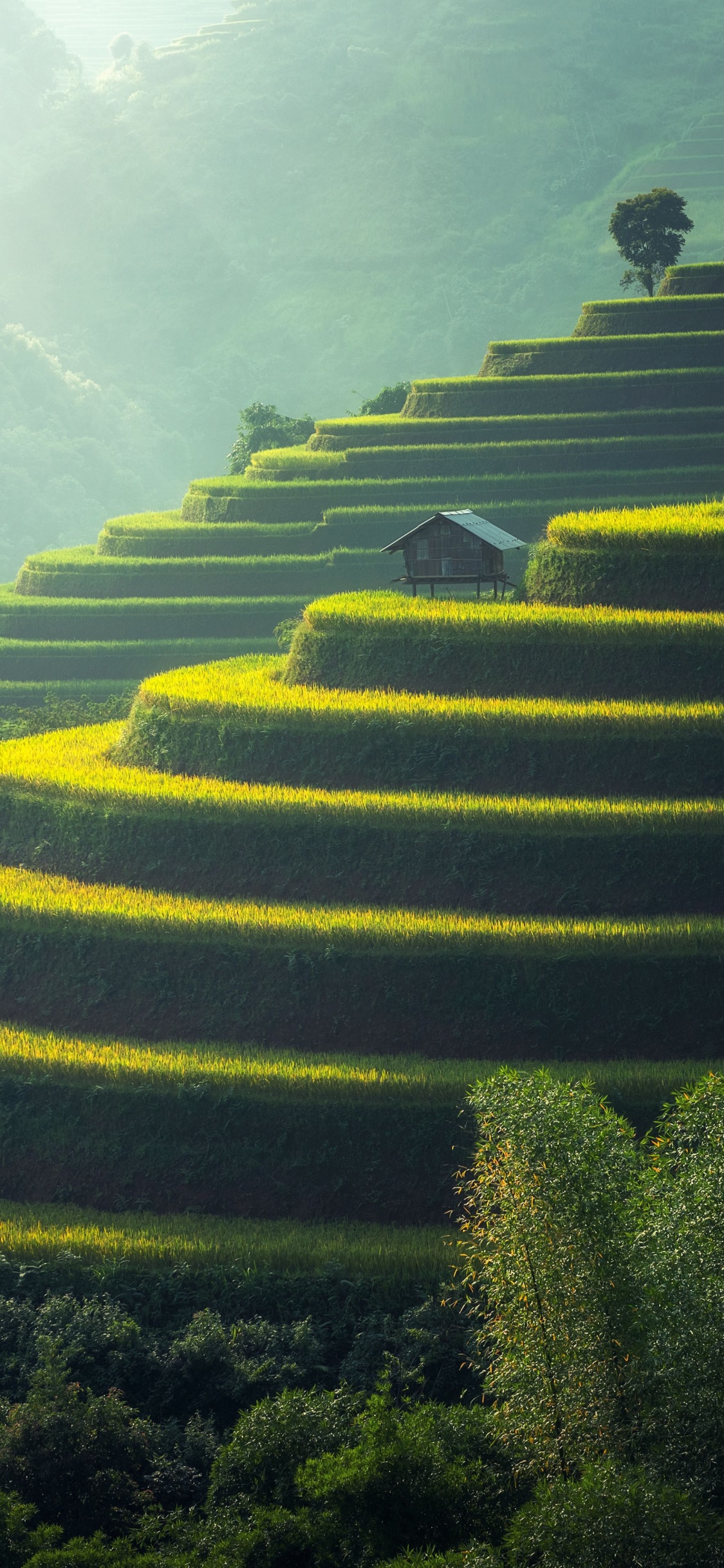 Actes 9 6, Actes 15, Actes 9, Nature, Feuille. Wallpaper in 1125x2436 Resolution