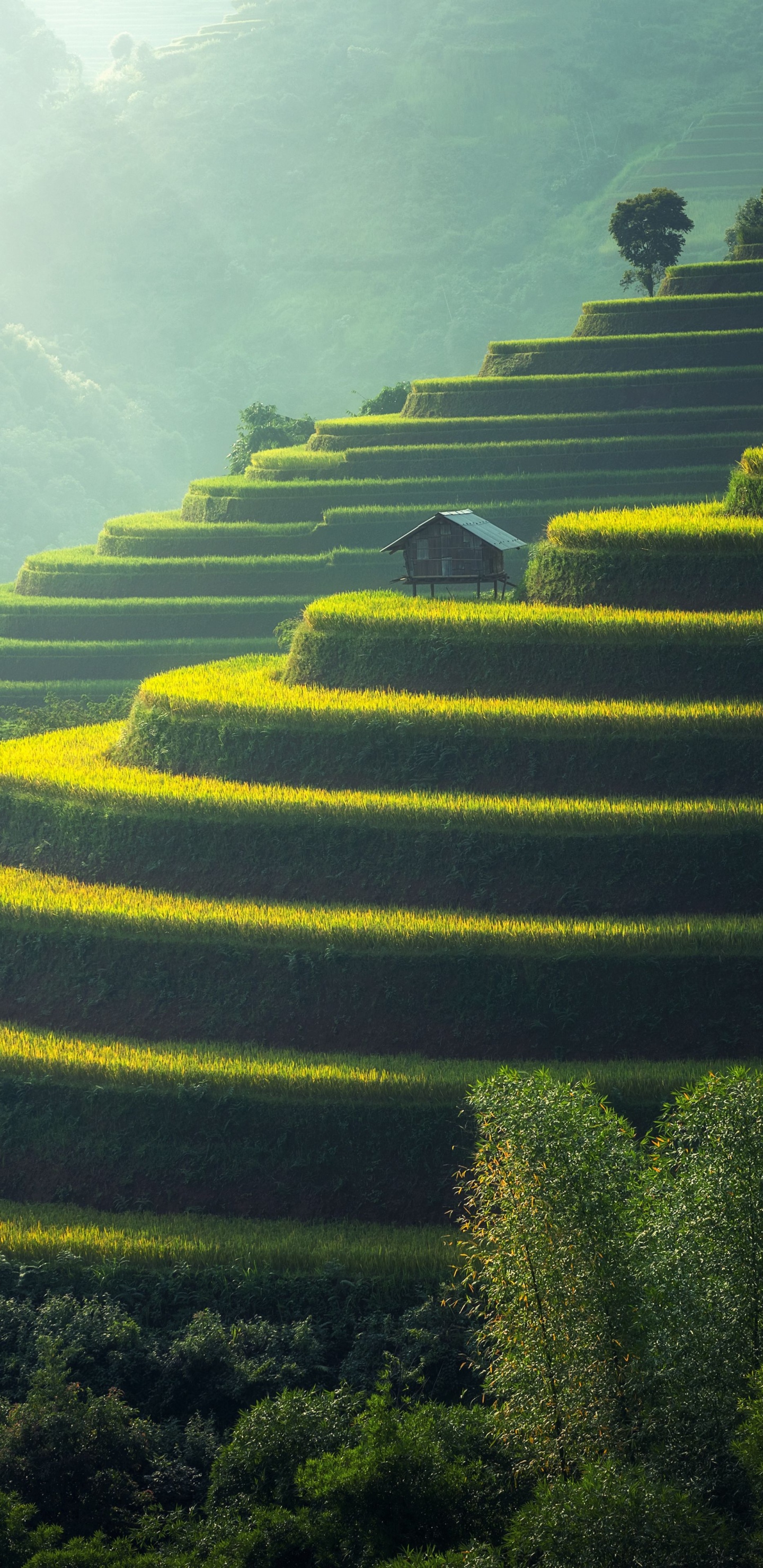 Actes 9 6, Actes 15, Actes 9, Nature, Feuille. Wallpaper in 1440x2960 Resolution