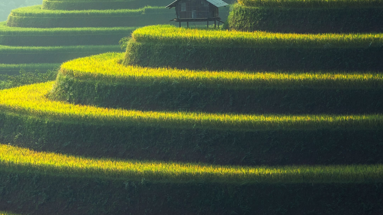 Acts 9 6, Acts 15, Acts 9, World, Plant. Wallpaper in 1280x720 Resolution