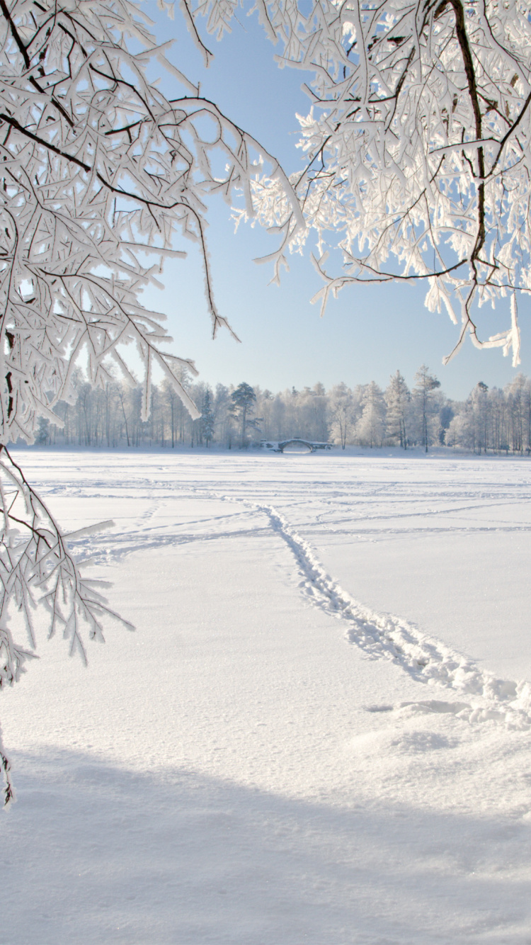 Champ Couvert de Neige et Arbres Pendant la Journée. Wallpaper in 750x1334 Resolution