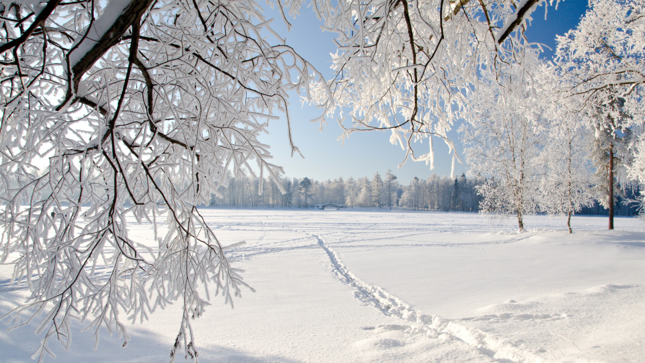 Campo Cubierto de Nieve y Árboles Durante el Día. Wallpaper in 1280x720 Resolution