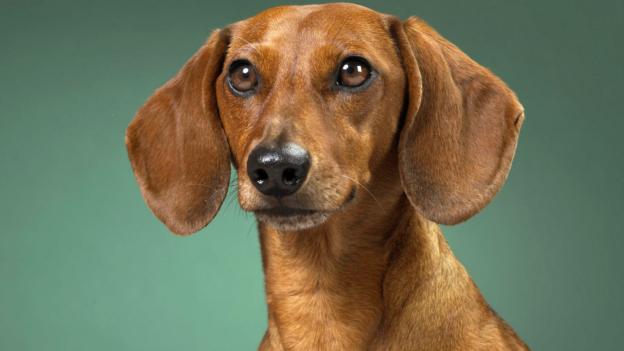 Brown Short Coated Dog in Close up Photography. Wallpaper in 1280x720 Resolution