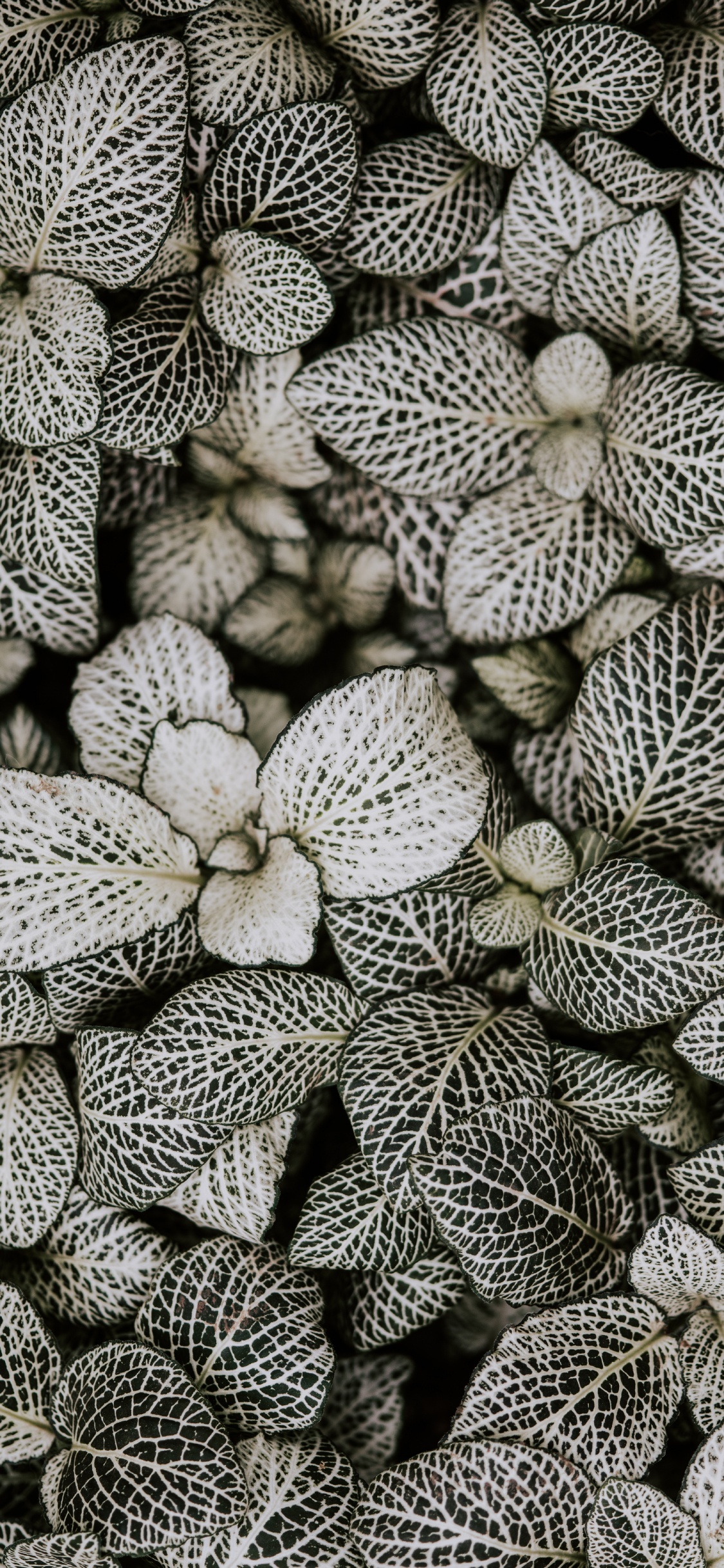 Monochrom, Muster, Design, Textil, Schwarz Und Weiß. Wallpaper in 1125x2436 Resolution