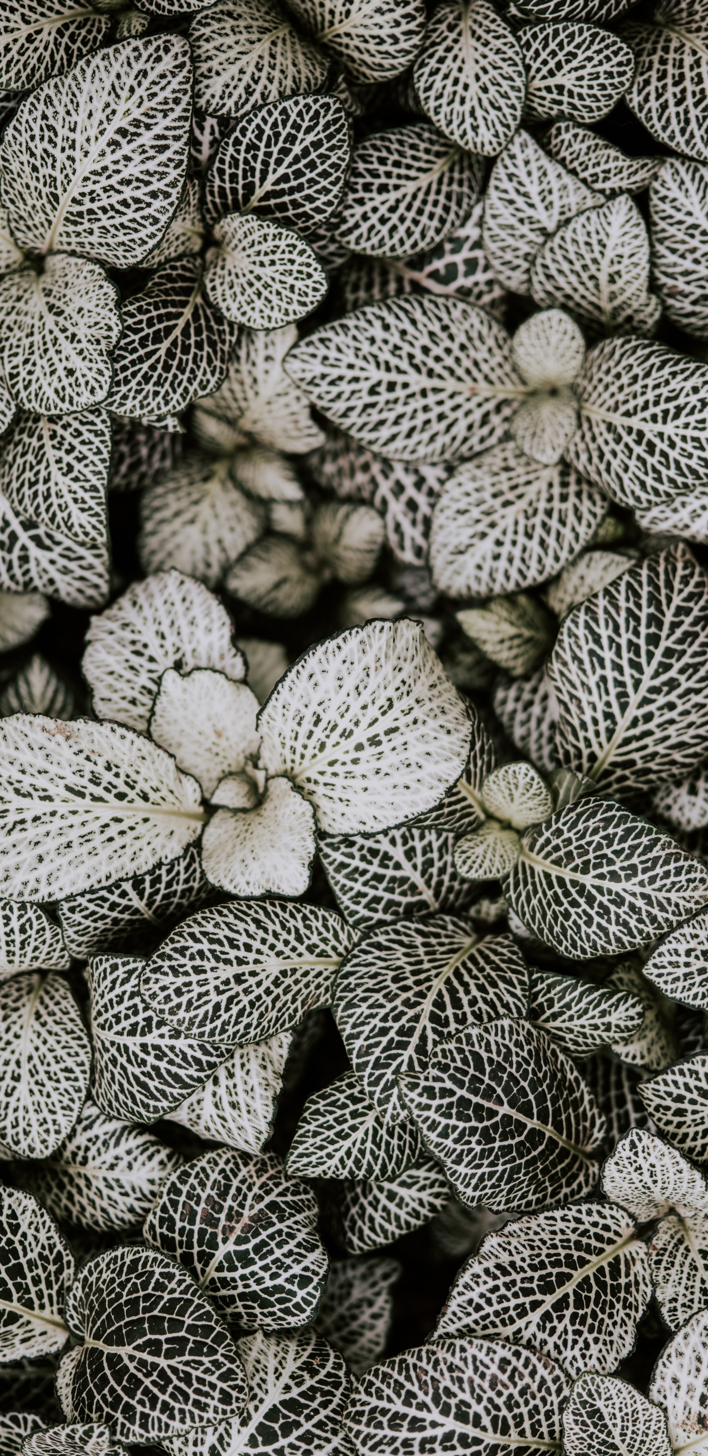 Monochrom, Muster, Design, Textil, Schwarz Und Weiß. Wallpaper in 1440x2960 Resolution