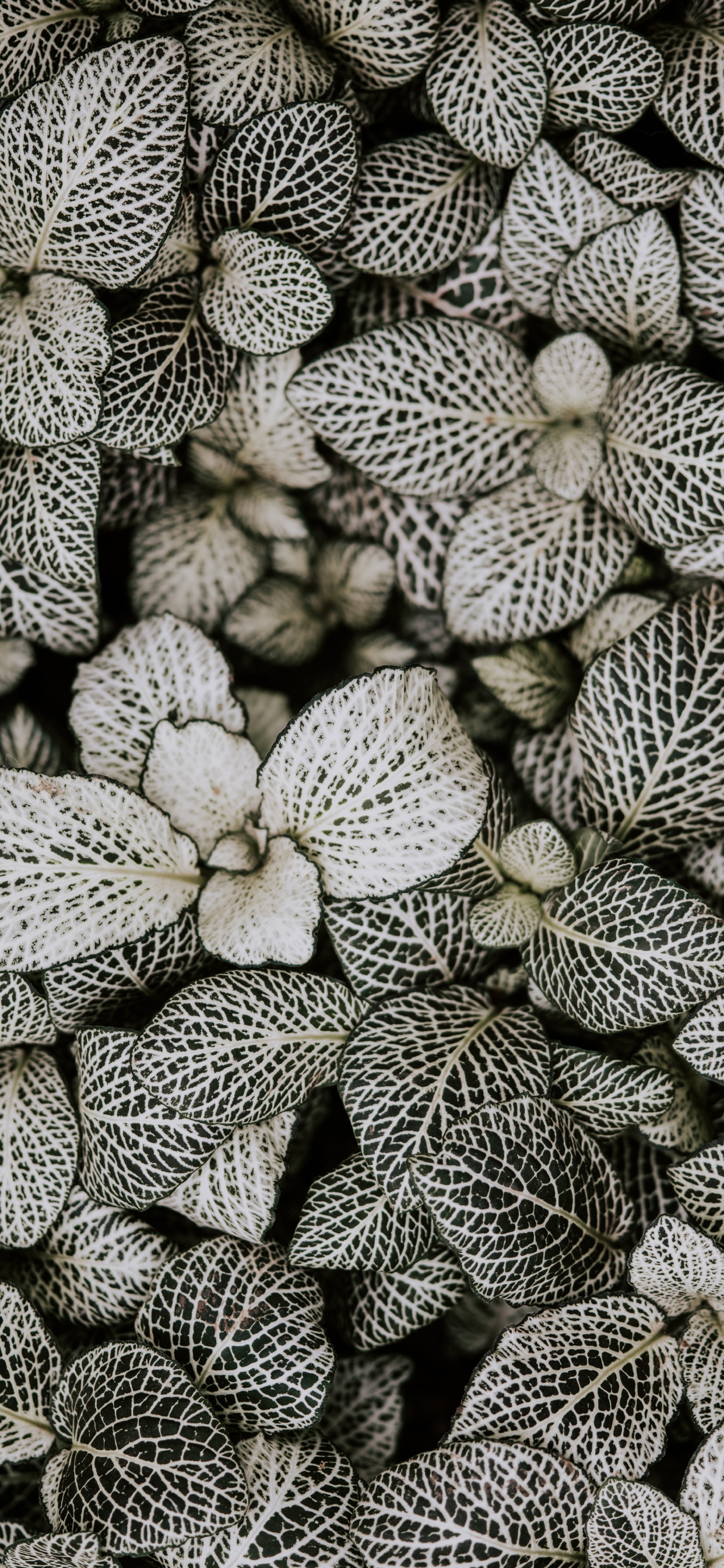 Monochrome, Pattern, Plant, Flower, Design. Wallpaper in 1242x2688 Resolution