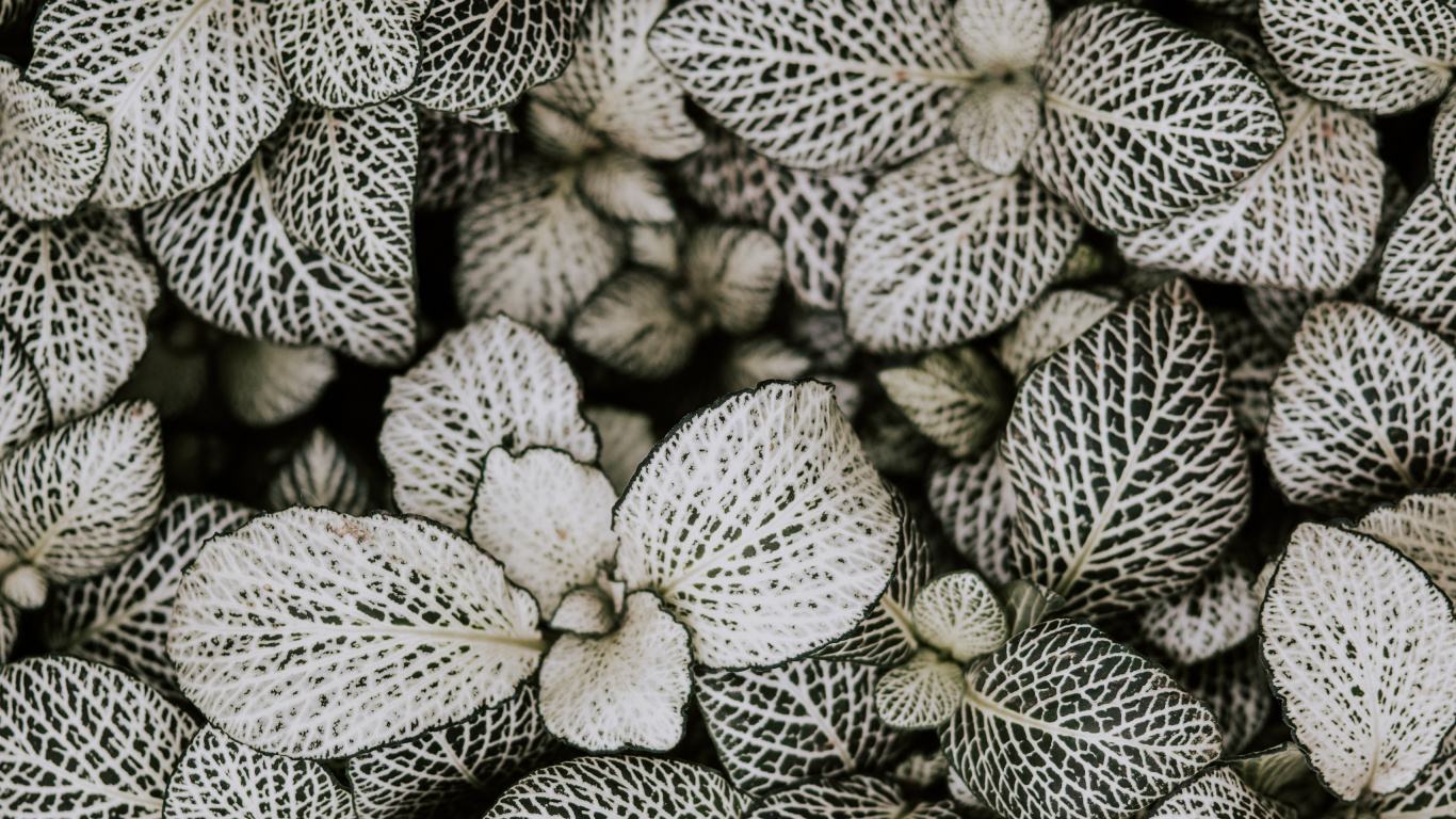 Monochrome, Pattern, Plant, Flower, Design. Wallpaper in 1366x768 Resolution