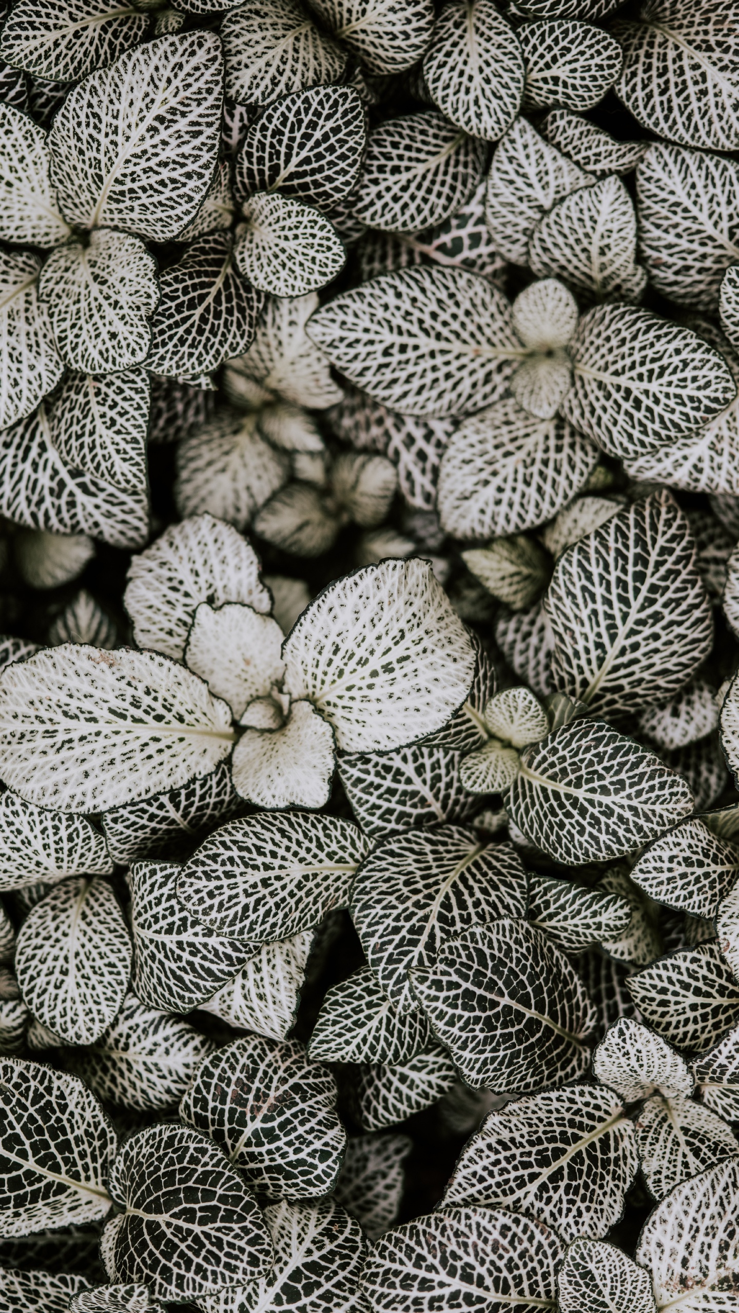 Monochrome, Pattern, Plant, Flower, Design. Wallpaper in 1440x2560 Resolution