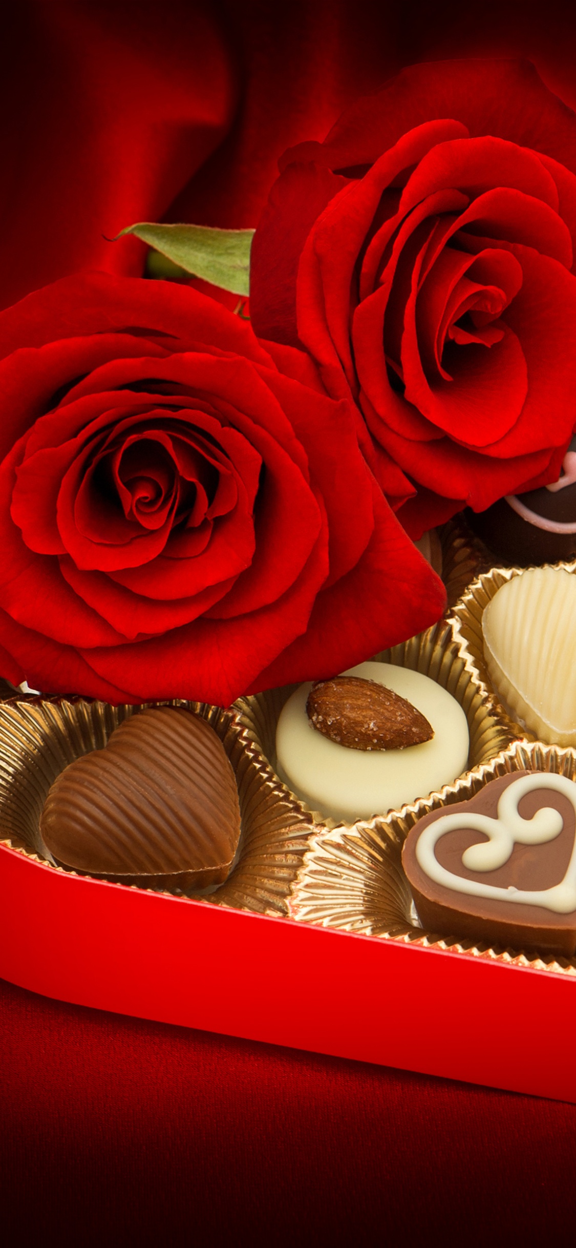 Valentines Day, Rose, Love, Rose Family, Garden Roses. Wallpaper in 1125x2436 Resolution