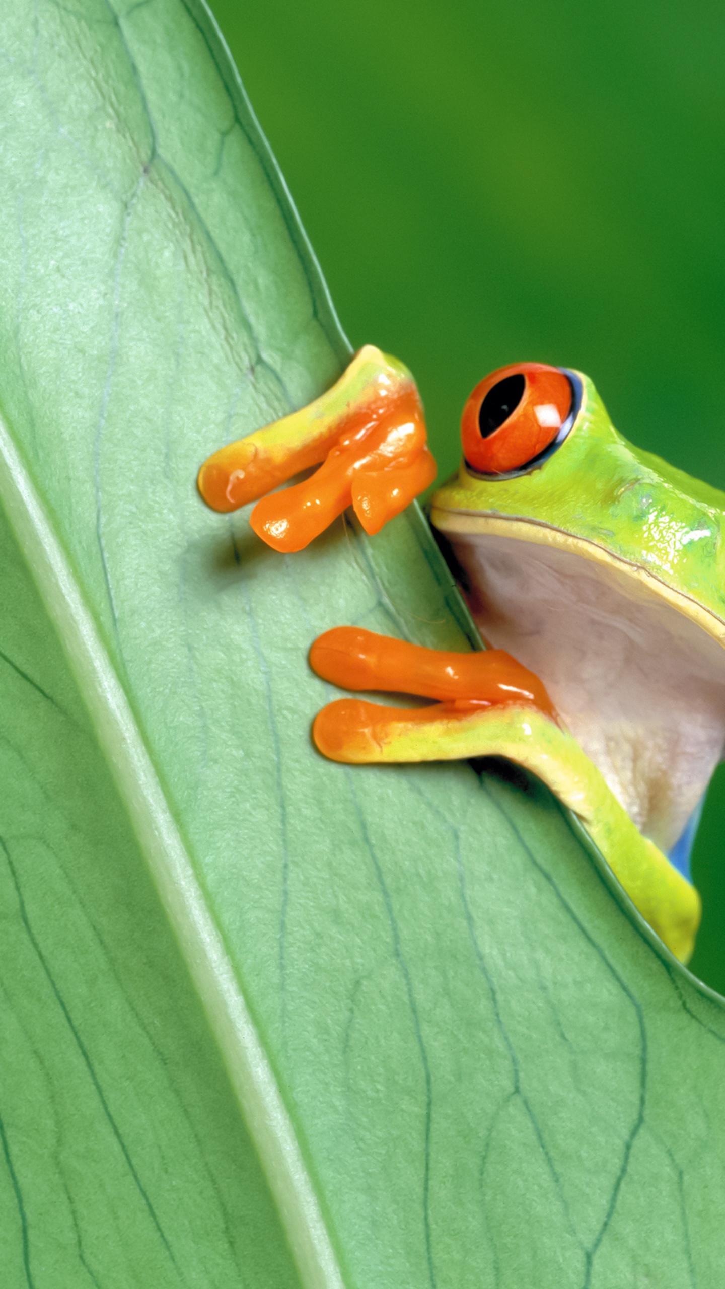 Amphibian, Frogs, Red Eyed Tree Frog, True Frog, Tree Frogs. Wallpaper in 1440x2560 Resolution