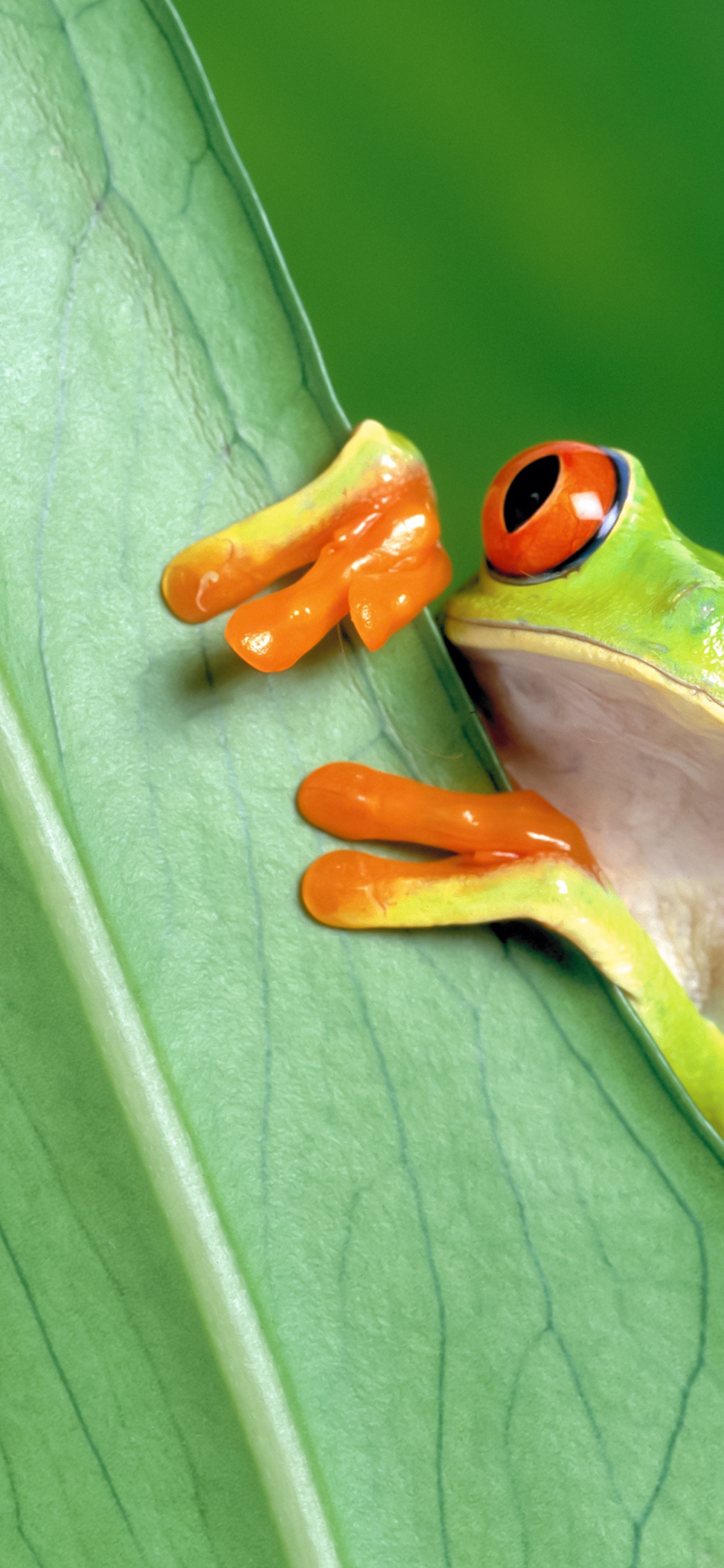 Amphibie, Frogs, Rotäugiger Laubfrosch, Wahrer Frosch, Ranoidea Chloris. Wallpaper in 1242x2688 Resolution