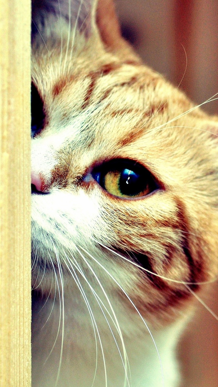 Orange Getigerte Katze Auf Brauner Holzwand. Wallpaper in 720x1280 Resolution