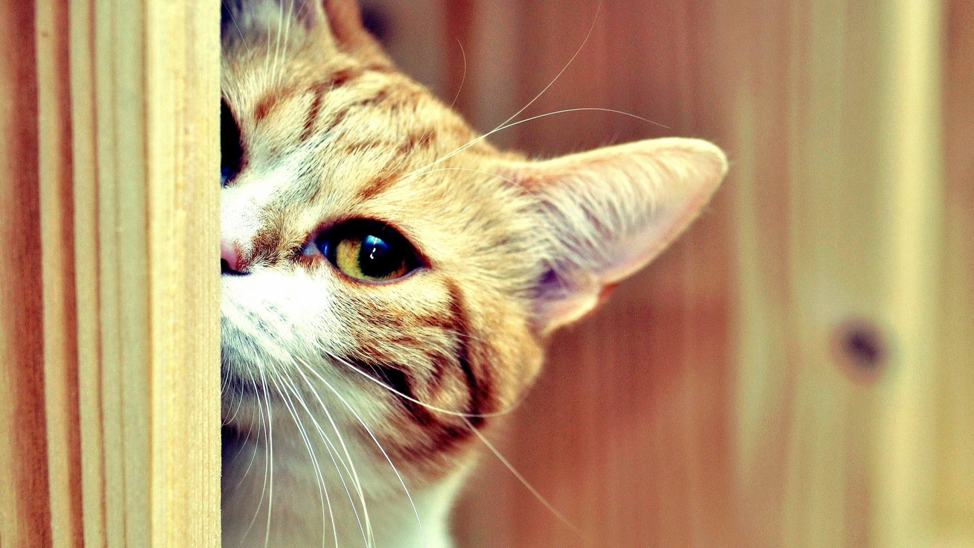 Orange Tabby Cat on Brown Wooden Wall. Wallpaper in 1920x1080 Resolution