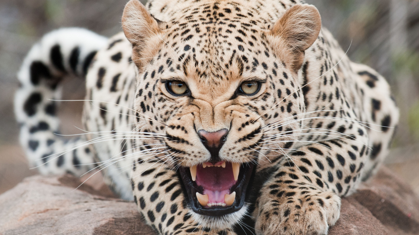 捷豹, 猎豹, 猫科, 陆地动物, 野生动物 壁纸 1366x768 允许