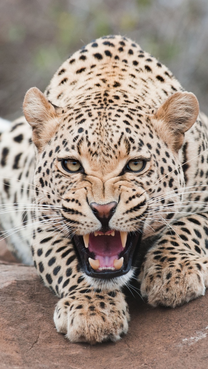 捷豹, 猎豹, 猫科, 陆地动物, 野生动物 壁纸 720x1280 允许
