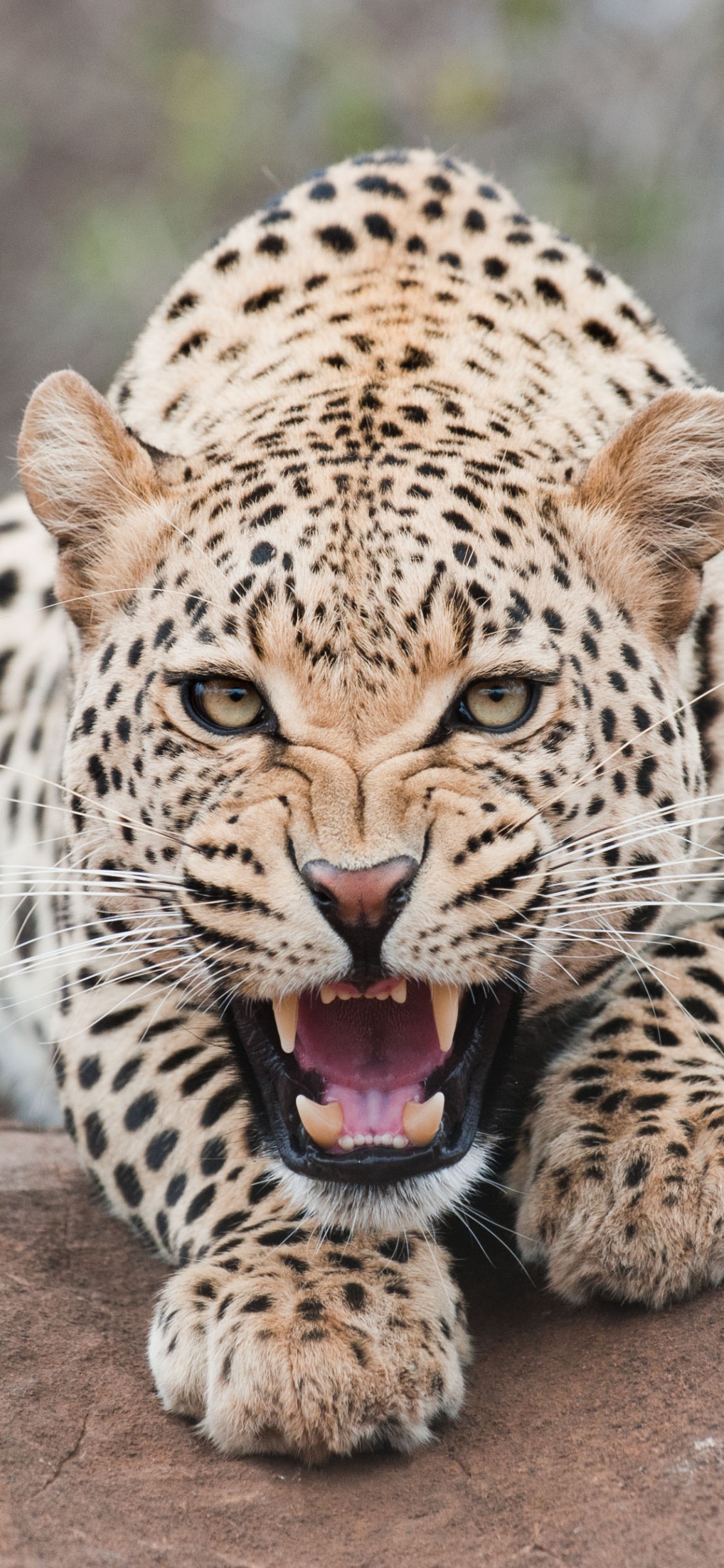 Leopardo Acostado Sobre Una Roca Marrón Durante el Día. Wallpaper in 1125x2436 Resolution