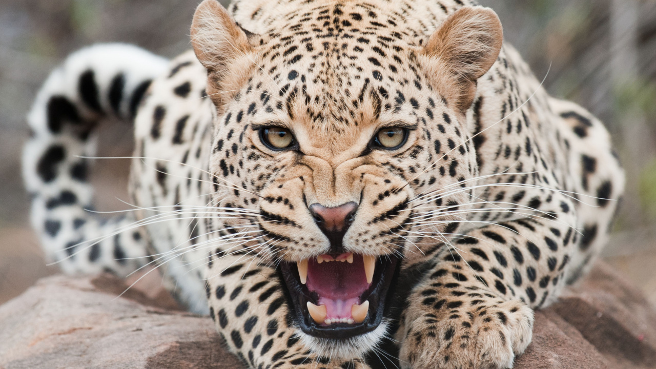 Leopardo Acostado Sobre Una Roca Marrón Durante el Día. Wallpaper in 1280x720 Resolution