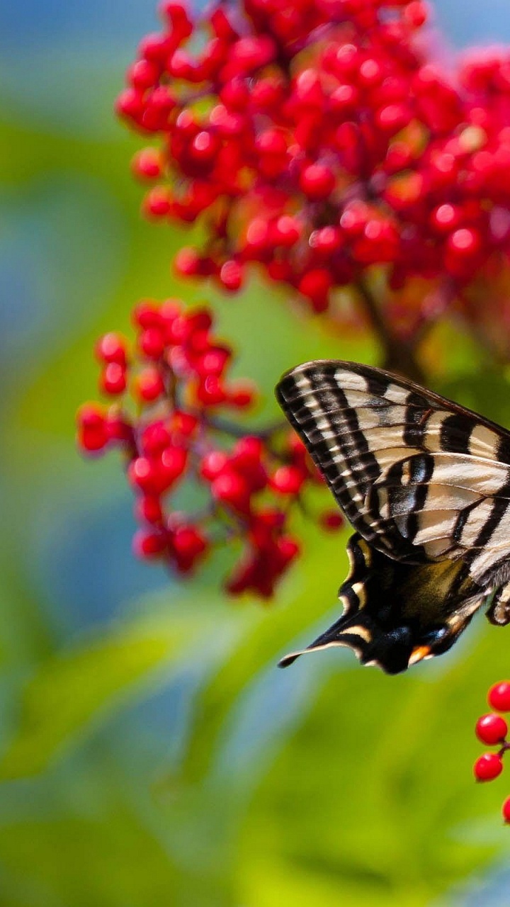 Schwarz-weißer Schmetterling Auf Roter Blume. Wallpaper in 720x1280 Resolution